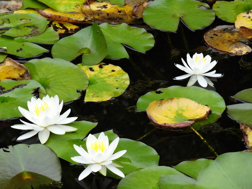 Water Lilies