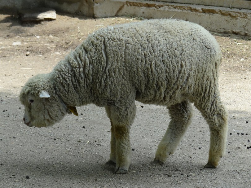 Sheep