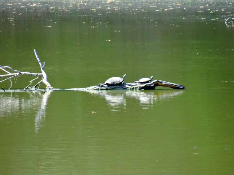 Sunning Turtles