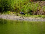 heron