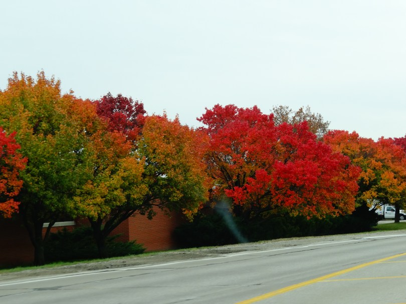 Fall Colors