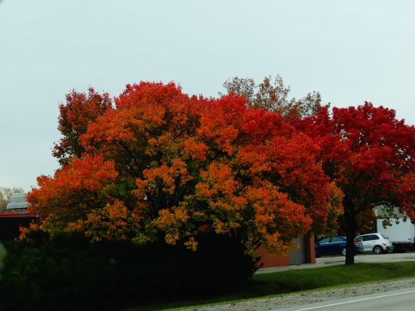 Fall Colors