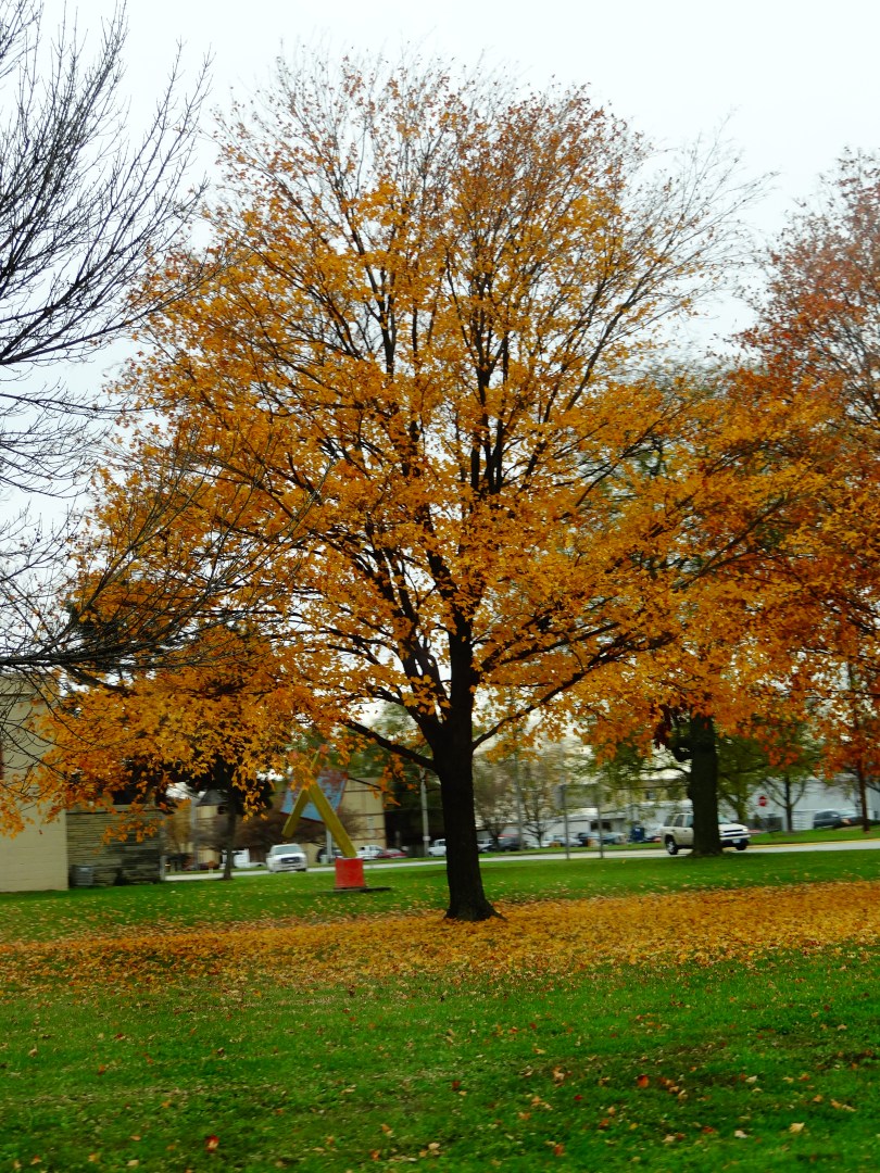 Fall Colors