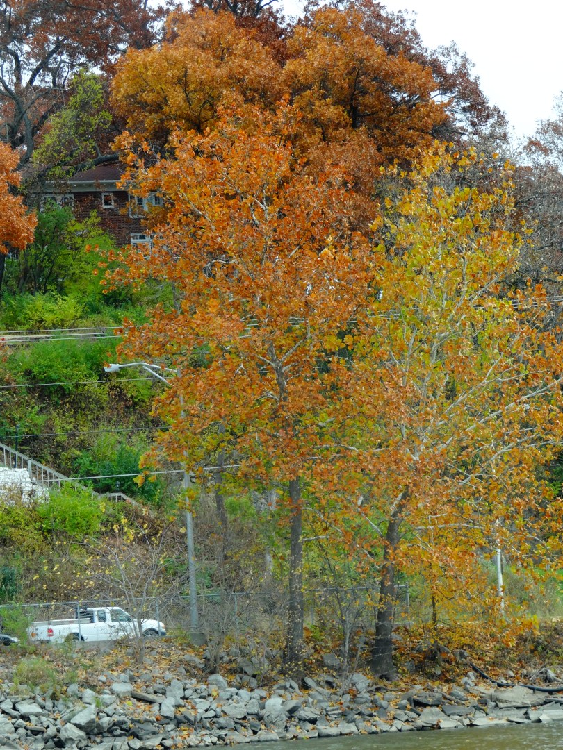 Fall Colors