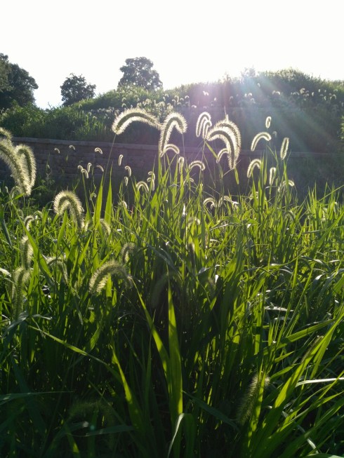 wp-1468755959603 image